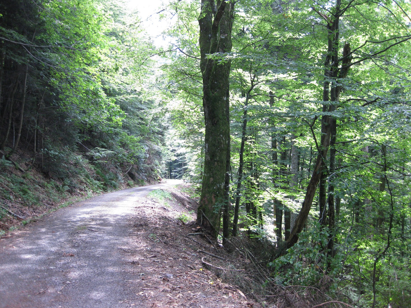 Waldweg