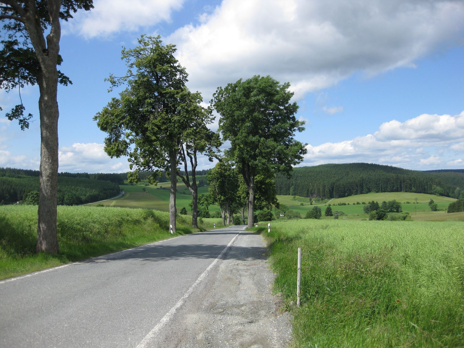 Baumallee in Bayern