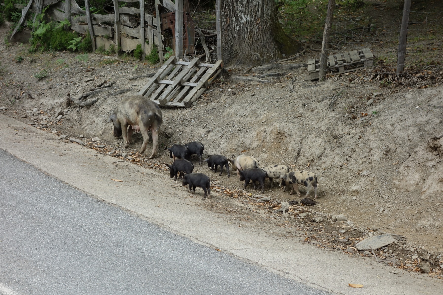 Ein Schweinchen kommt selten allein