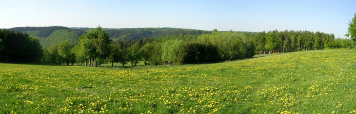 Löwenzahnacker am Ortsausgang Widdau