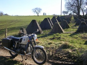 Kuh im Westwall