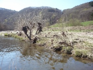 Winternachwirkungen im Sûretal