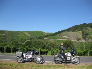 Zwei Kühe warten auf den Fotografen im Mosel-Tal