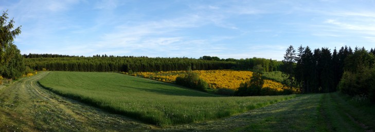 Ginster in voller Blühte in der Abendsonne