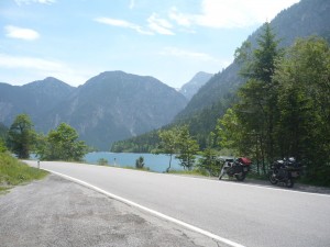 Kühe am Plansee