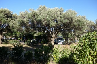 Unser schattiges Plätzchen direkt unter dem Olivenbaum