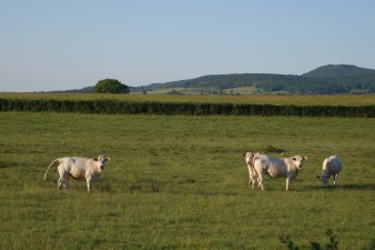 Die Kühe schauten ganz verwundert über den späten Besuch